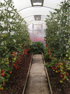 Accessoires: Tunnel House Window & Door Kit - Morrifield