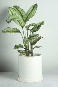 Planters: Lamia Ceramic Pot - White 18cm