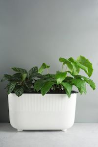 Plant Pot: Wide Self-Watering Pot 35cm