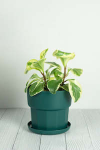 Plant Pot: Set of 3 - Green Arisu Polypropylene Pot 17cm