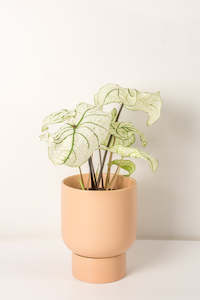 Plant Pot: Noemi Ceramic Pot - Matt Pink 15cm