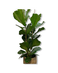 Indoor Plants: Ficus Lyrata Double Stem 130cm