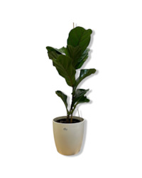 Indoor Plants: Ficus Lyrata 3.3L