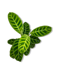 Calathea Zebrina 14cm