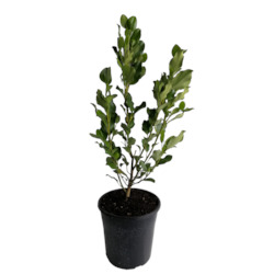 Outdoor Plants: Griselinia Broadway Mint 4L