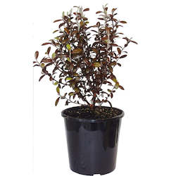 Outdoor Plants: Corokia Frosted Chocolate 4L