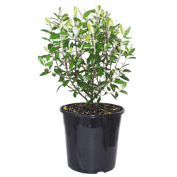 Outdoor Plants: Corokia Geenty's Green 4L