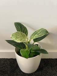 Indoor Plants: Philodendron Birkin 12CM