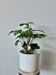 Indoor Plants: Syngonium Albo 12CM