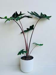 Indoor Plants: Alocasia Jacklyn 17CM