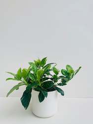 Indoor Plants: Gardenia 12CM