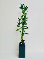 Indoor Plants: Lucky Bamboo Large