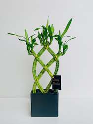 Indoor Plants: Lucky Bamboo Weave