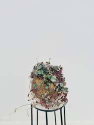 Indoor Plants: Chain of Hearts