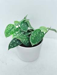 Feature Collection: Satin Pothos (Scindapsus Pictus) 12CM