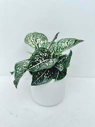 Feature Collection: Aglaonema Tom's Pride 12CM