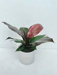 Feature Collection: Philodendron McColley's Finale 14CM