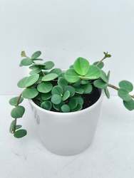 Peperomia Hope 14CM