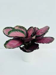 Calathea Plants: Calathea Rosey 14cm