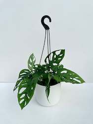 Monstera Plants: Monstera Monkey Mask 14cm