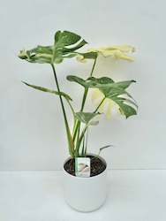 Feature Collection: Monstera Thai Constellation 17cm