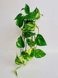 Feature Collection: Epipremnum Aureum Golden Pothos 12cm