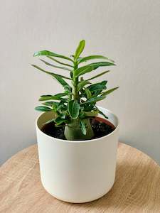 Products: Adenium 13CM