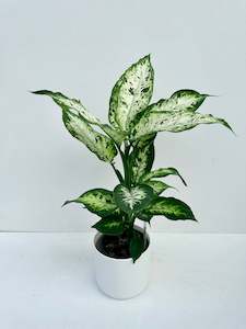 Indoor & Outdoor Plants: Dieffanbackia ‘Compacta’ 12cm