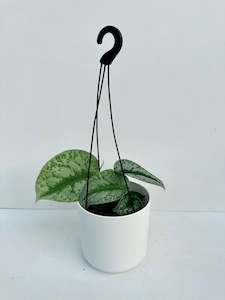 Scindapsus Exotica ‘Satin Pothos’ 12cm