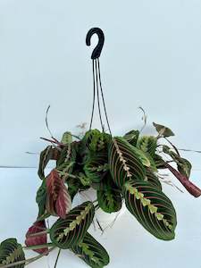 Maranta Facinator 12cm