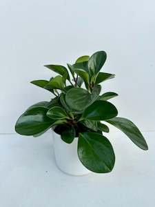 Indoor & Outdoor Plants: Peperomia Obtusifolia 12cm