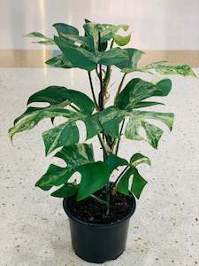 Potted Houseplants: Philodendron Minima Variegated 14cm