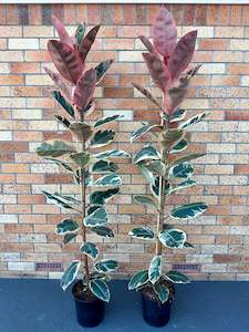 Ficus Ruby 23cm