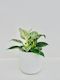 Philodendron Birkin 14cm