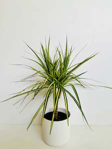 Office Plants: Dracaena Marginata ‘Gold Stripe’ 14cm