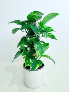 Office Plants: Epipremnum ‘Devils Ivy’ 3.5L