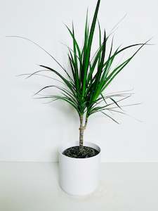 Dracaena Marginata 15cm