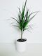 Dracaena Marginata 15cm