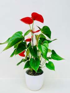Anthurium Red Winner 15CM