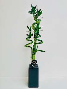 Lucky Bamboo Large