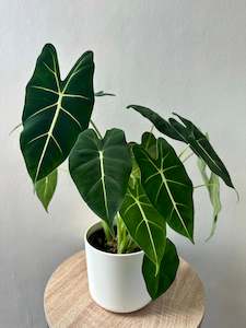 Feature Collection: Alocasia Frydek 12cm