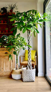 Pachira Braided (Money Tree) Medium 20CM