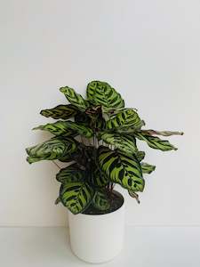 Calathea Plants: Calathea Makoyana 17cm