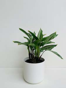 Office Plants: Calathea Vittata 12cm