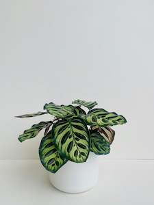 Calathea Plants: Calathea Makoyana 14cm