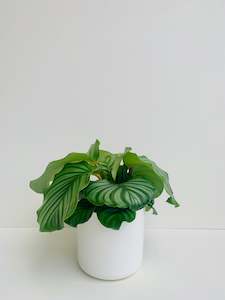 Calathea Plants: Calathea Orbifolia 14cm