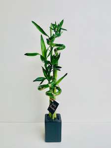 Bamboo Plants: Lucky Bamboo Small