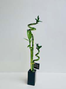 Bamboo Plants: Lucky Bamboo Double