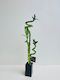 Calathea Insignis 12CM