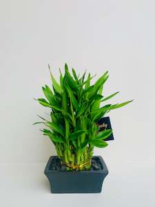 Bamboo Plants: Lucky Bamboo Tower